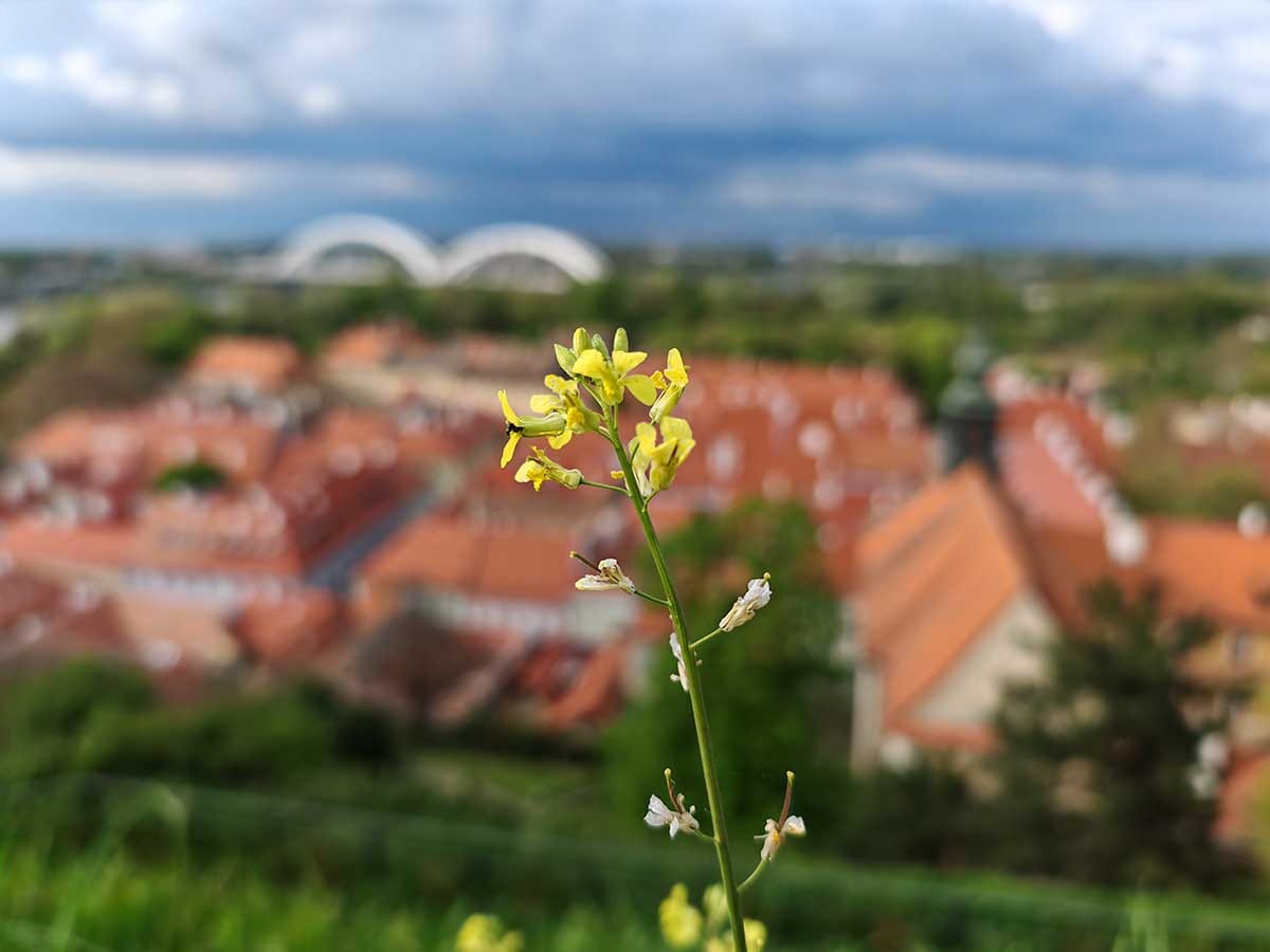  HONOR Magic5 Pro slike danju 10.jpg - SmartLife / Ilija Baošić 