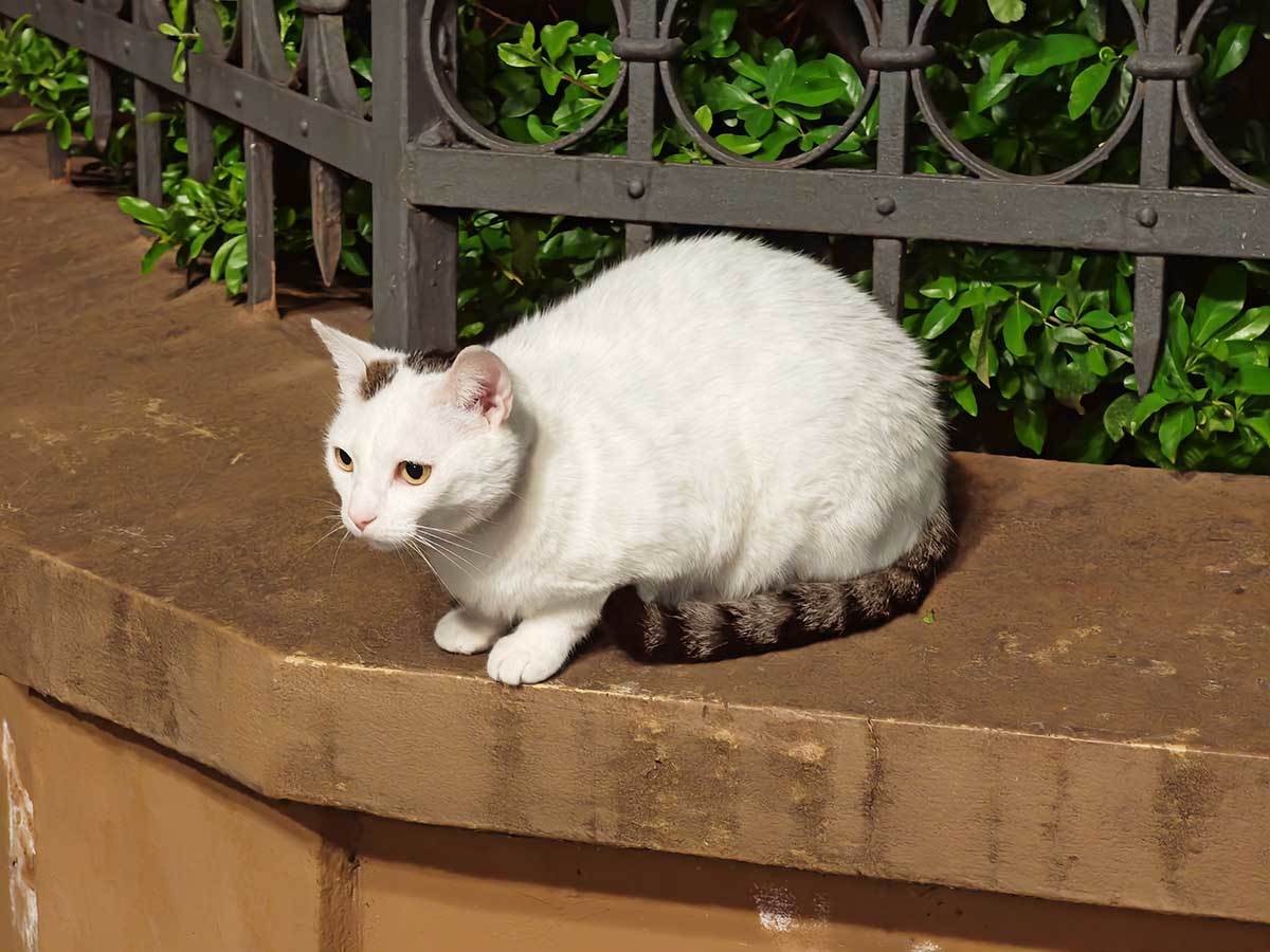  HONOR Magic5 Pro slike noću 1.jpg - SmartLife / Ilija Baošić 