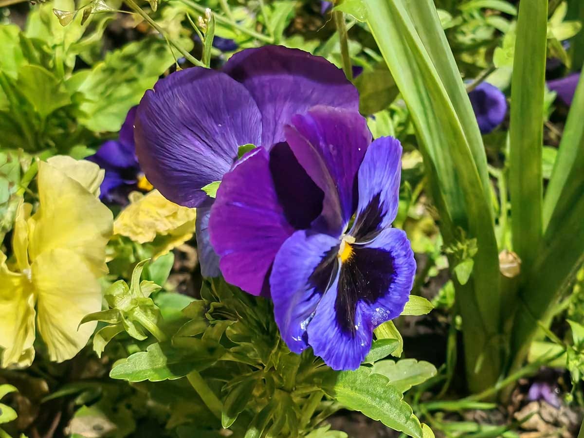  HONOR Magic5 Pro slike noću 8.jpg - SmartLife / Ilija Baošić 