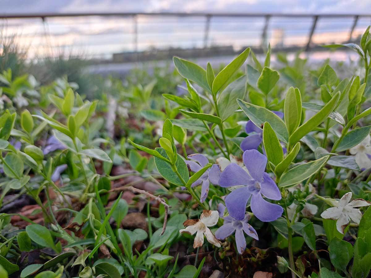  realme C55 slike  7.jpg 