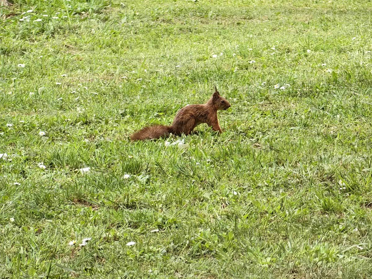  Huawei P60 Pro slike 10x zum 1.jpg - SmartLife / Ilija Baošić 