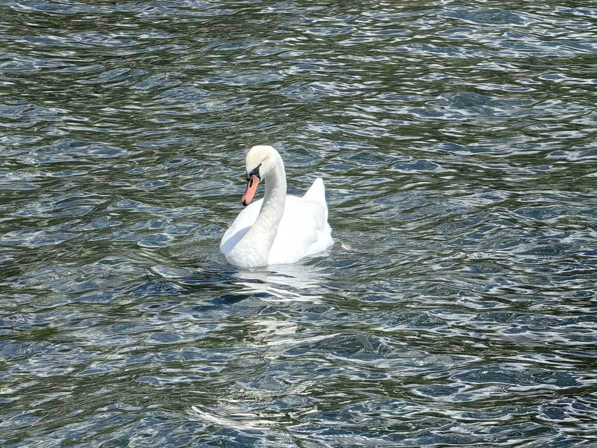  Huawei P60 Pro slike 10x zum 2.jpg - SmartLife / Ilija Baošić 