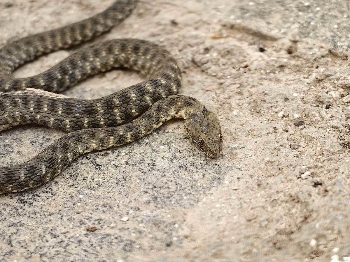  Huawei P60 Pro slike makro 5.jpg - SmartLife / Ilija Baošić 