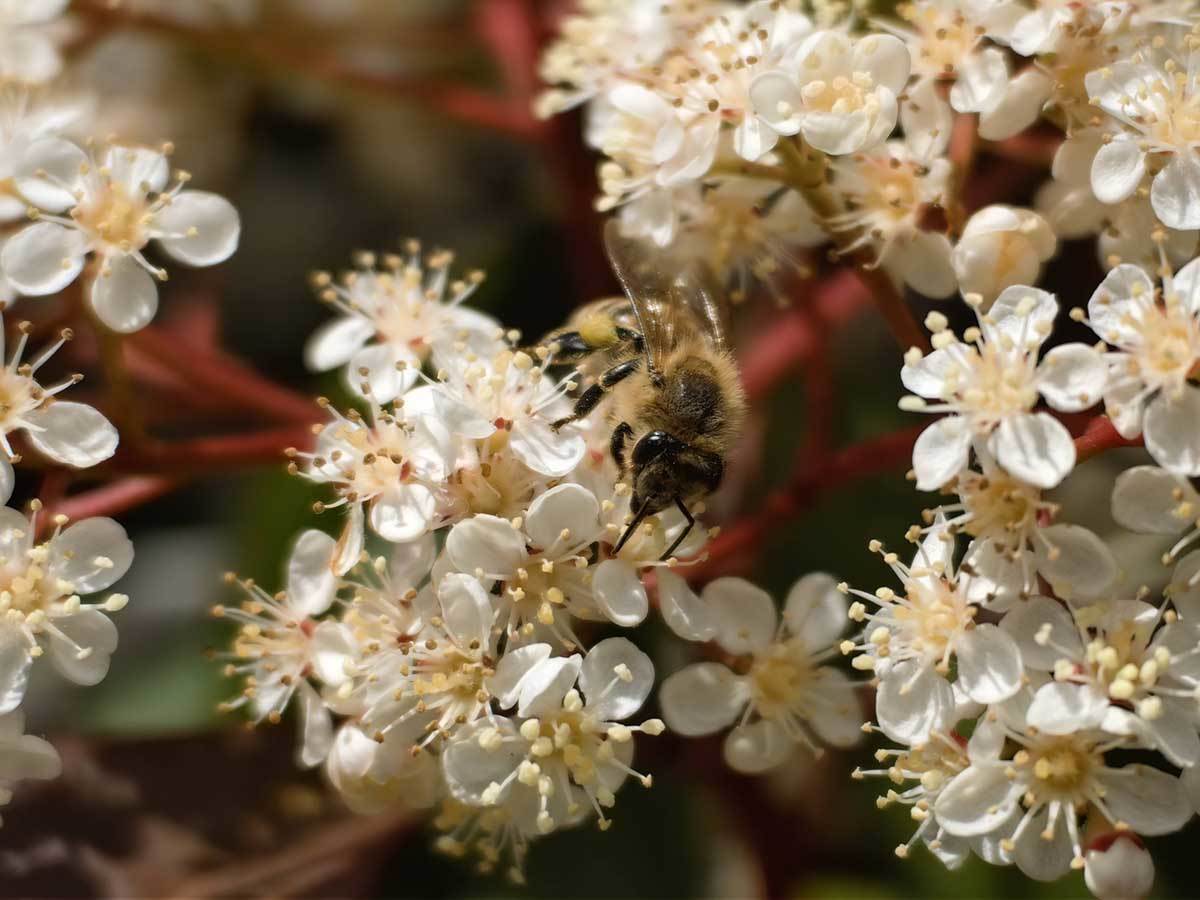  Huawei P60 Pro slike makro 4.jpg - SmartLife / Ilija Baošić 