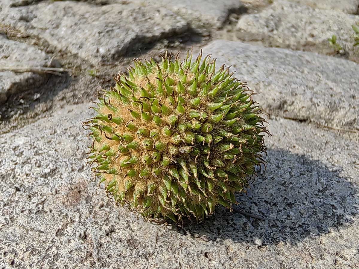  Huawei Nova 11 kamere dan 6.jpg 