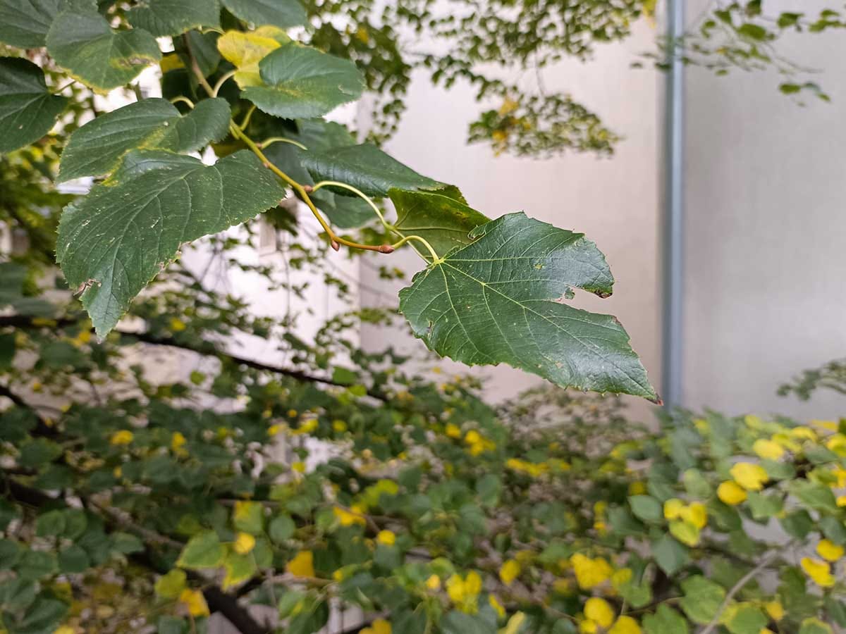 TECNO Phantom V Flip test kamere dan 5.jpg - SmartLife / Ilija Baošić   TECNO Phantom V Flip test kamere dan 5.jpg - SmartLife / Ilija Baošić