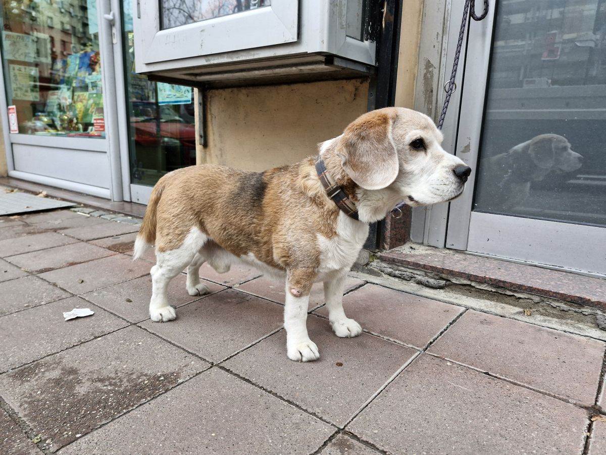  Samsung Galaxy S23 FE _ fotografije _ Foto Mondo Ilija Baošić (1).jpg - SmartLife / Ilija Baošić 