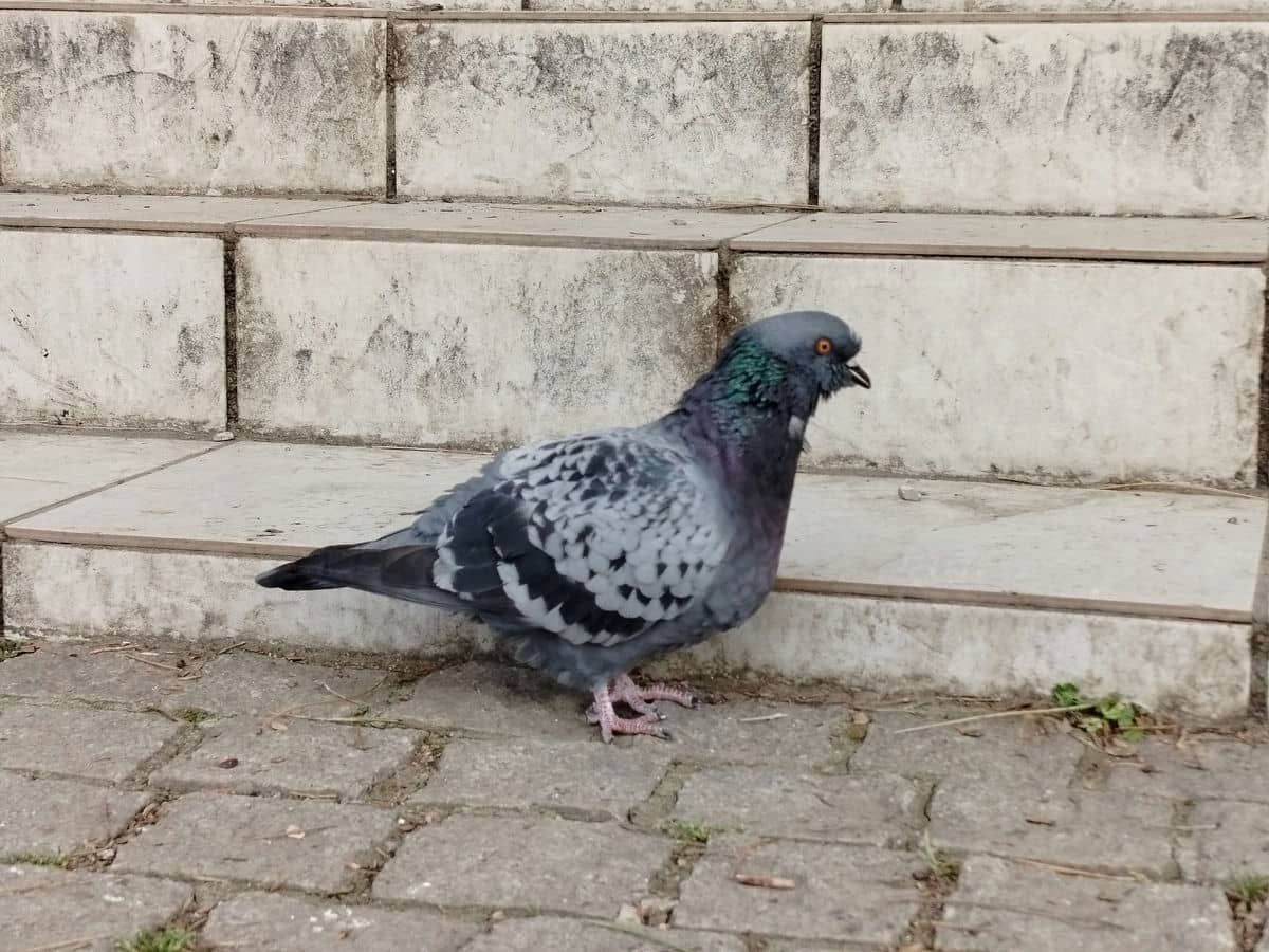  realme C67 test kamere dan 7.jpg - SmartLife / Ilija Baošić 