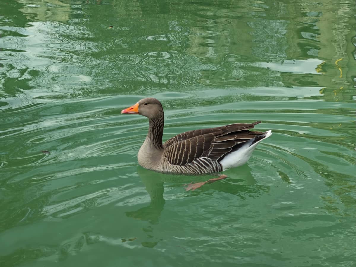  Xaomi 14 test kamera dan 6.jpg 