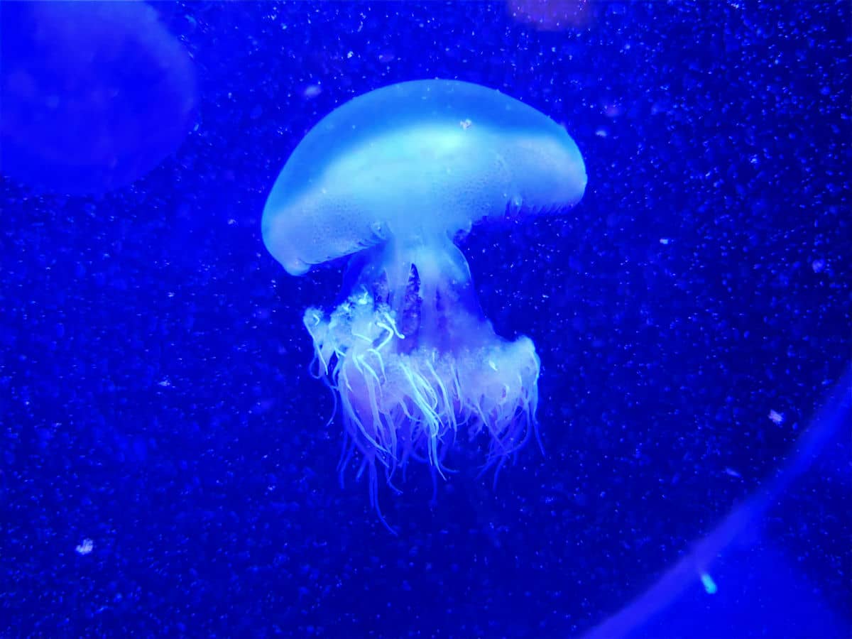  Xiaomi 14 test kamera noć 9.jpg - SmartLife / Ilija Baošić 