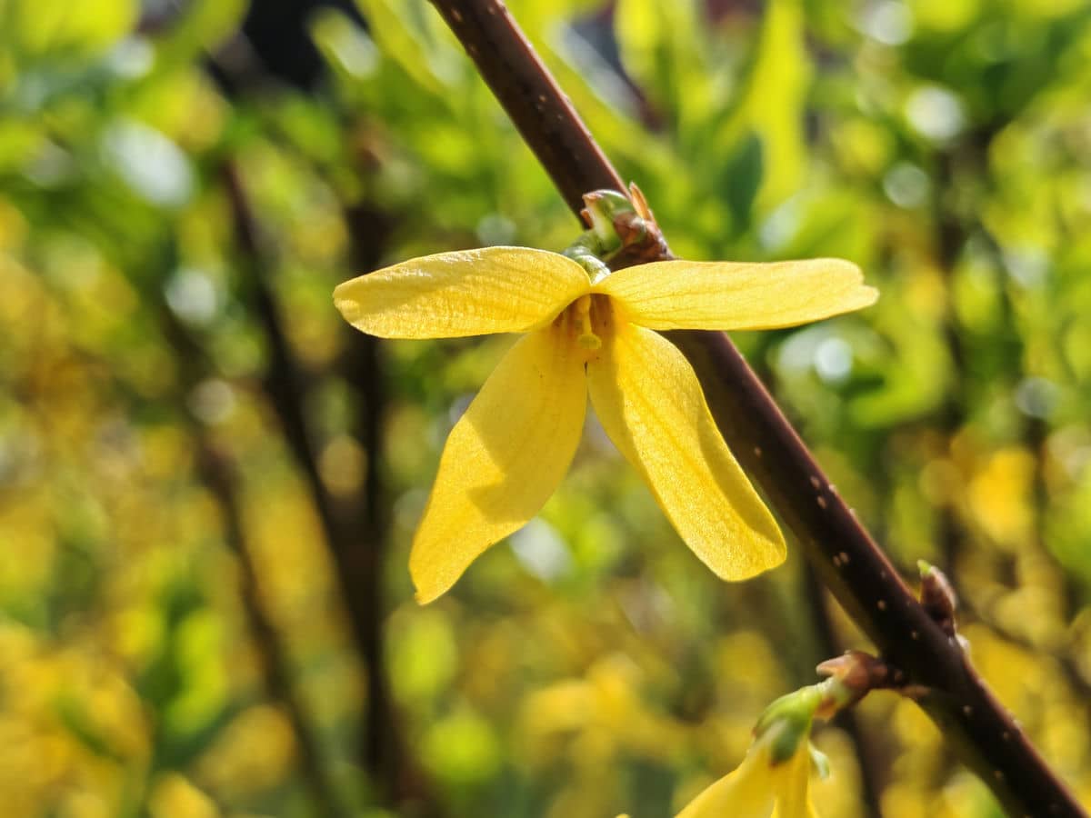  HONOR Magic6 Pro test kamere dan 8.jpg 