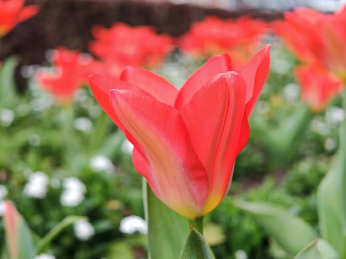  HONOR Magic6 Pro test kamere dan 10.jpg - SmartLife / Ilija Baošić 