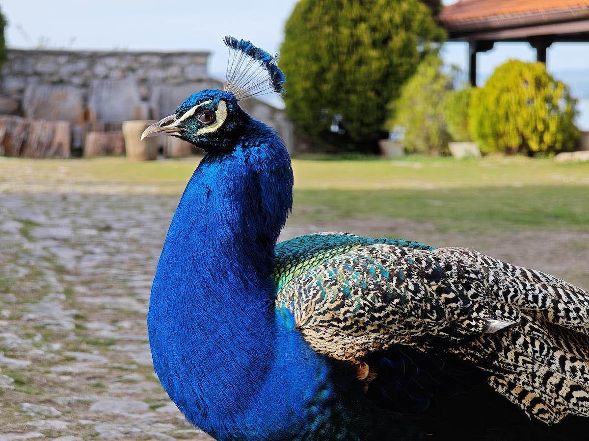  Xiaomi 14 Ultra kamera dan 8.jpg - SmartLife / Ilija Baošić 