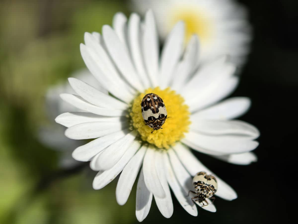  IMG_20240518_122540.jpg - SmartLife / Ilija Baošić 