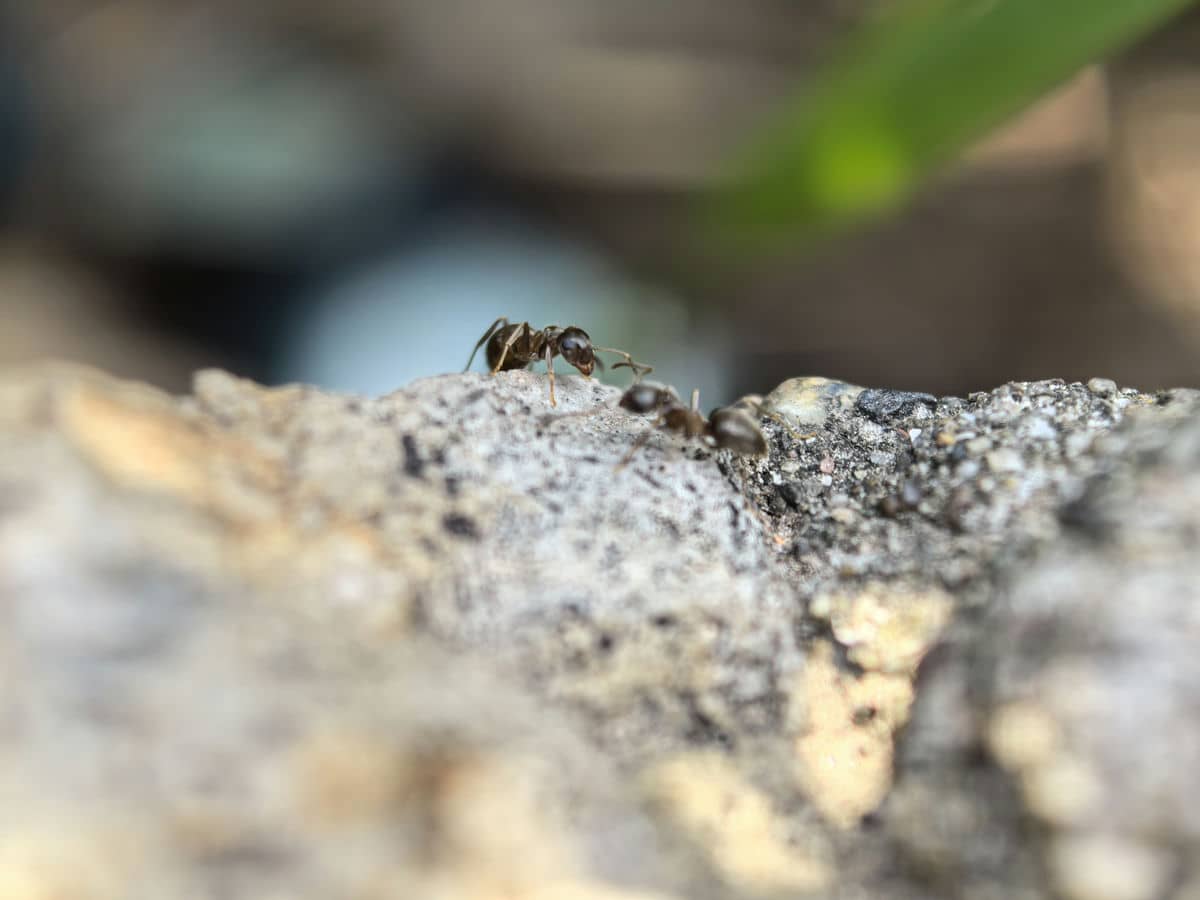  IMG_20240518_123212.jpg - SmartLife / Ilija Baošić 