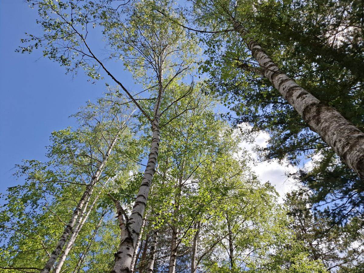  Samsung Galaxy A55 fotografije Zlatibor _ Foto SmartLife MBJ (5).jpg - SmartLife / MBJ 