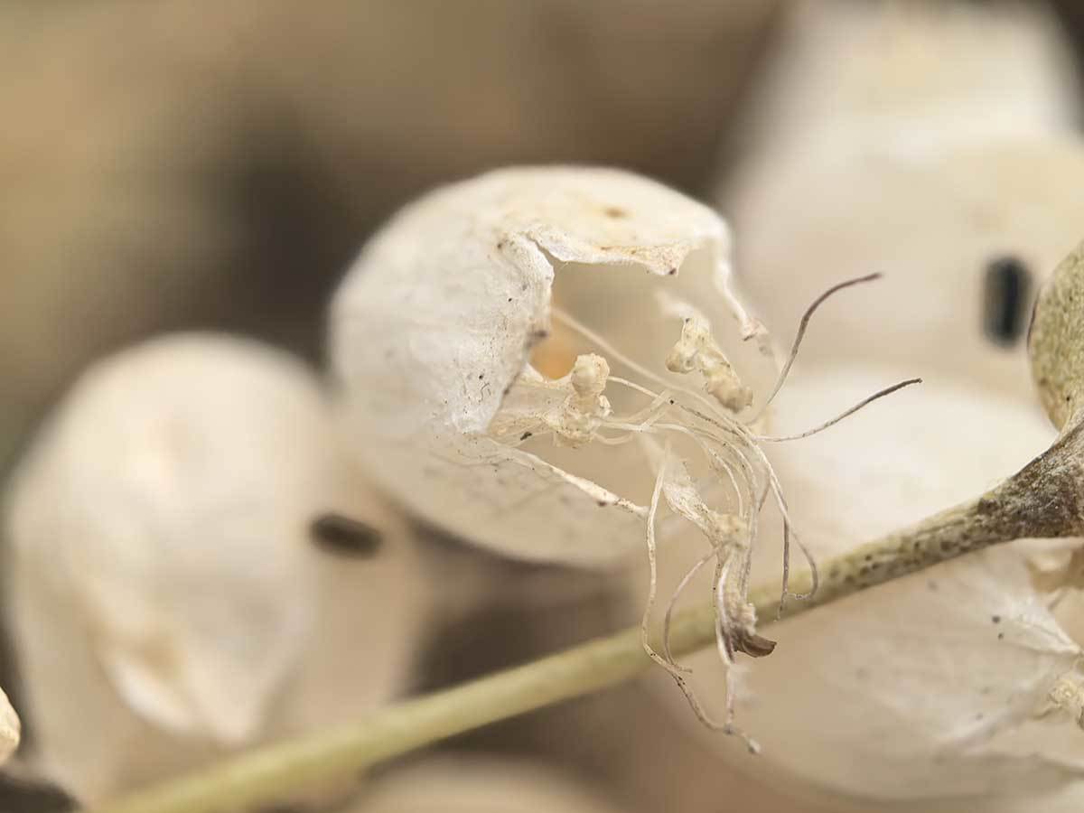 Huawei Pura 70 makro   Huawei Pura 70 makro