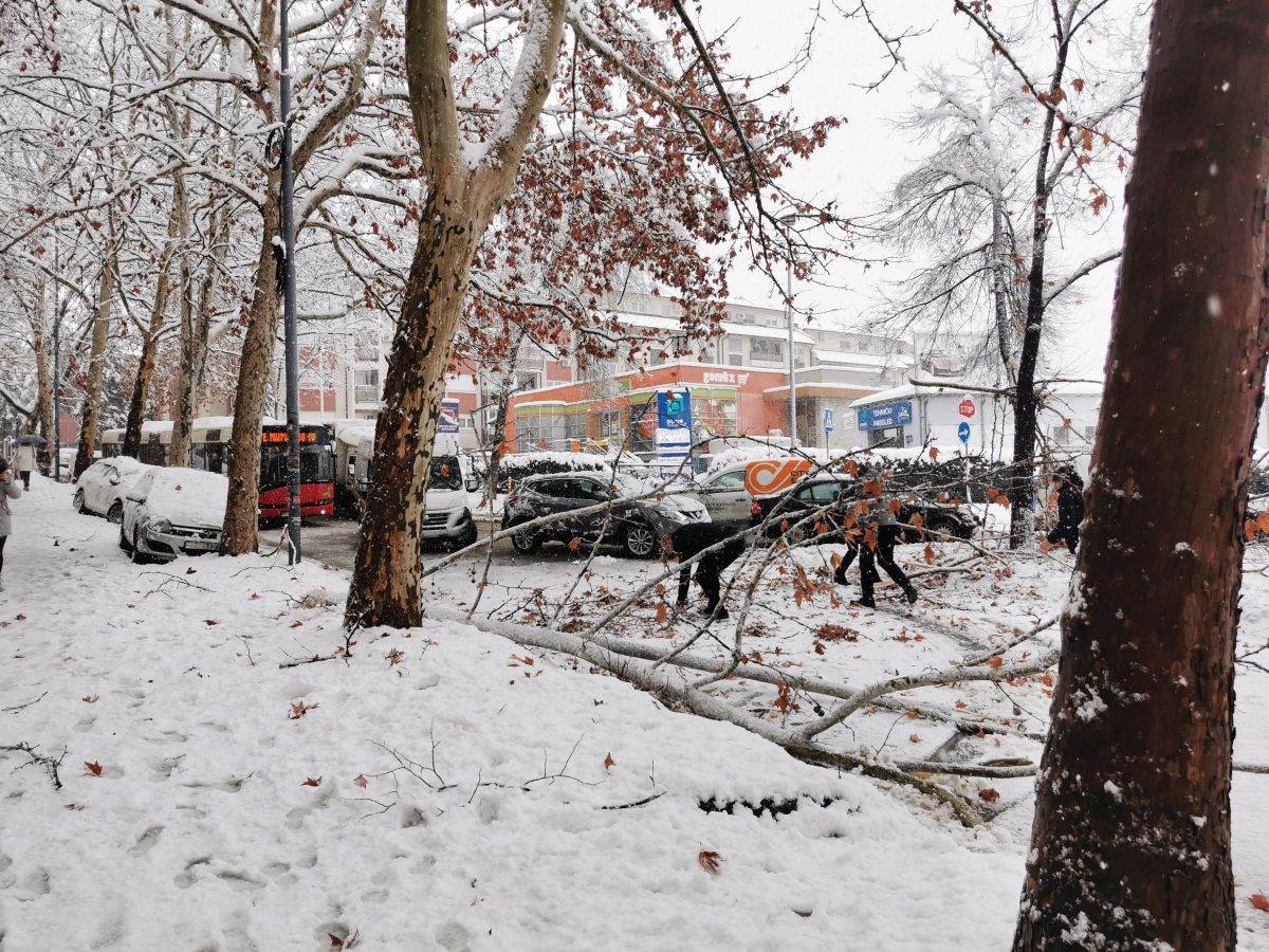  7 Mirijevo _ sneg _ zima _ drvo palo na ulicu _ Foto Miloš B. Jovanović SmartLife (2).jpg - Miloš B. Jovanović / SmartLife 