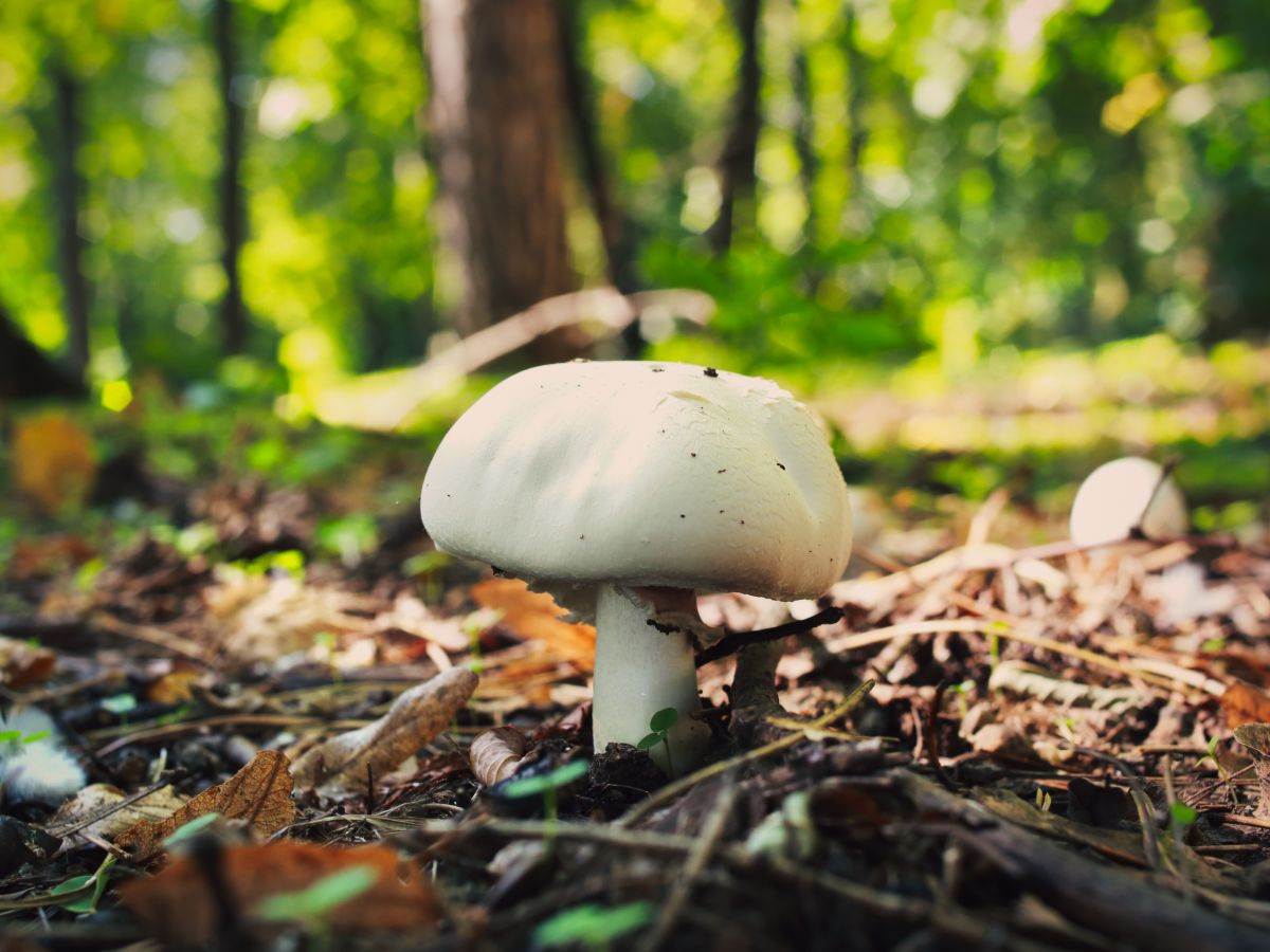 Pečurka _ šuma _ Foto Shutterstock.jpg Pečurka _ šuma _ Foto Shutterstock.jpg