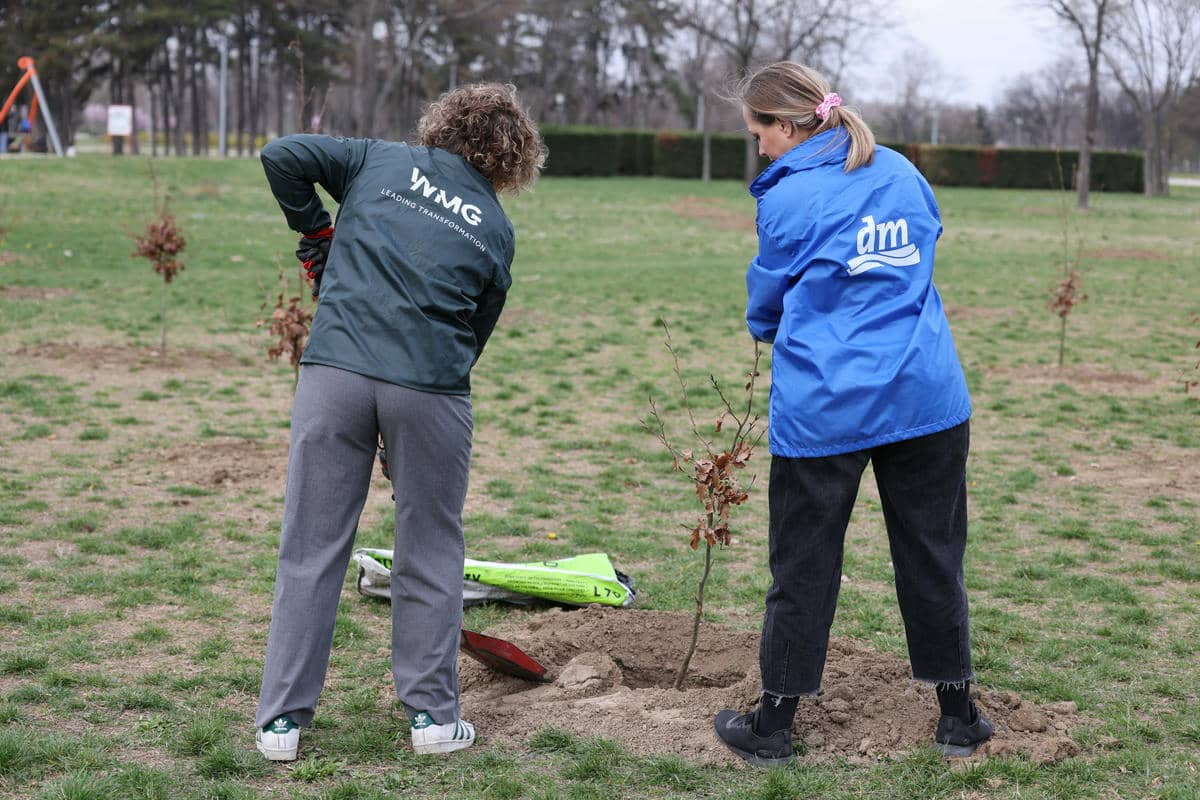 Zasadi drvo   Zasadi drvo
