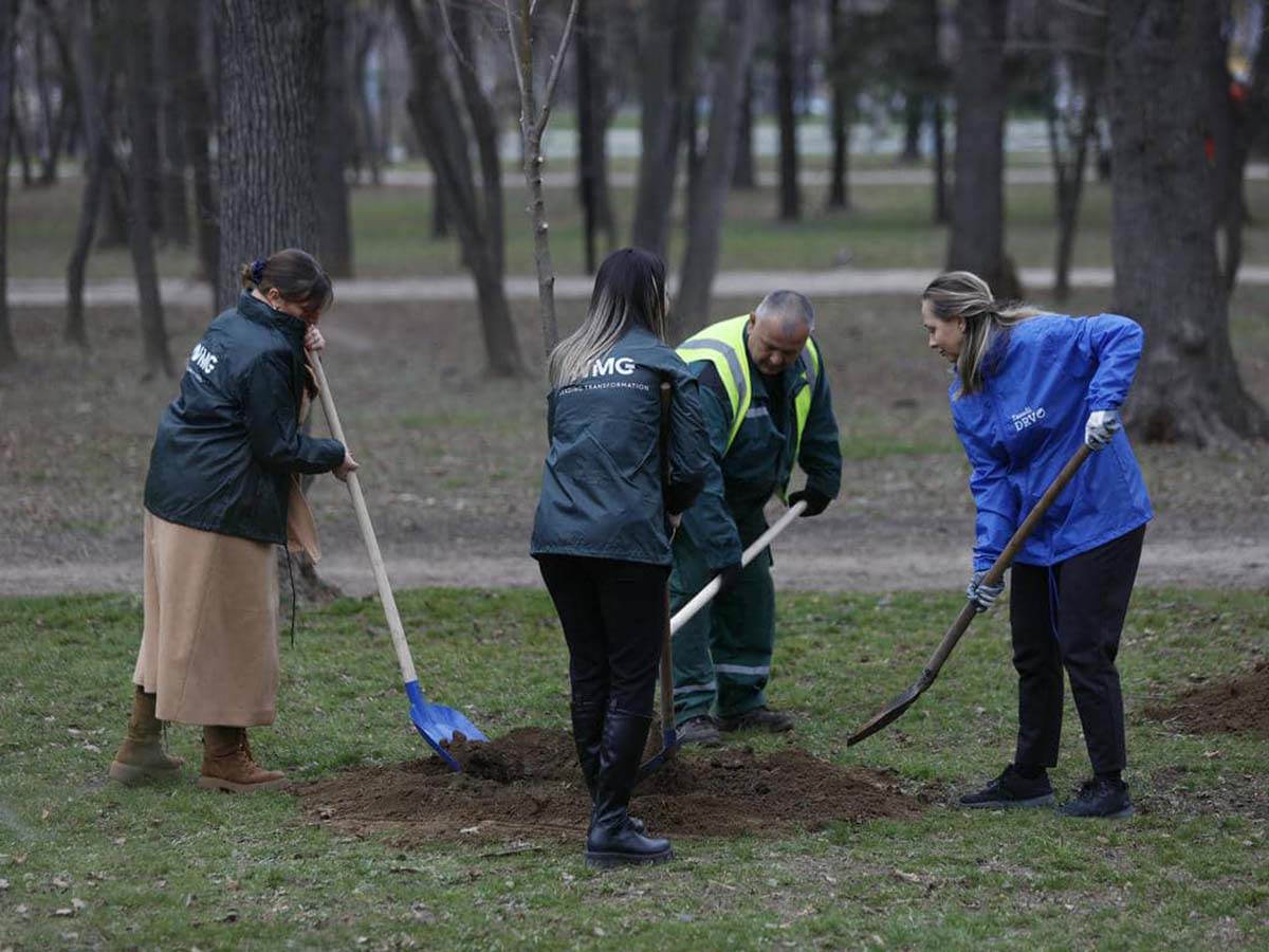 Zasadi drvo   Zasadi drvo