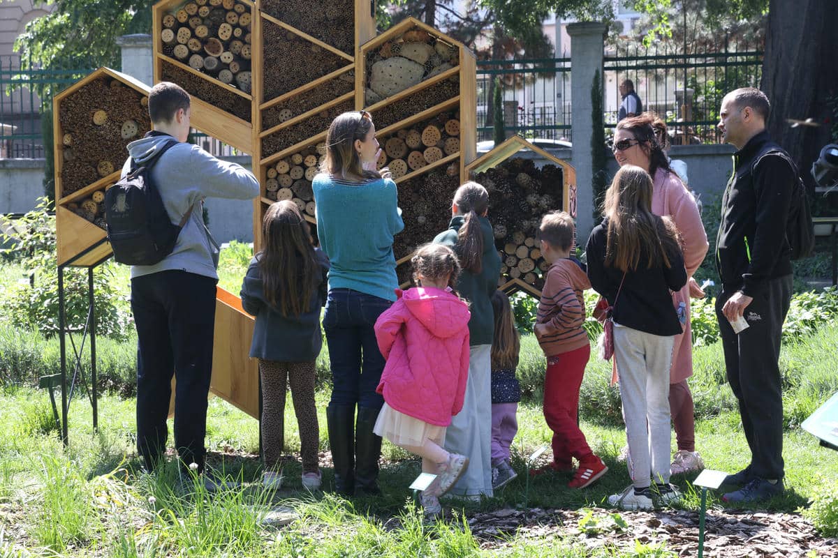 Zasadi drvo   Zasadi drvo