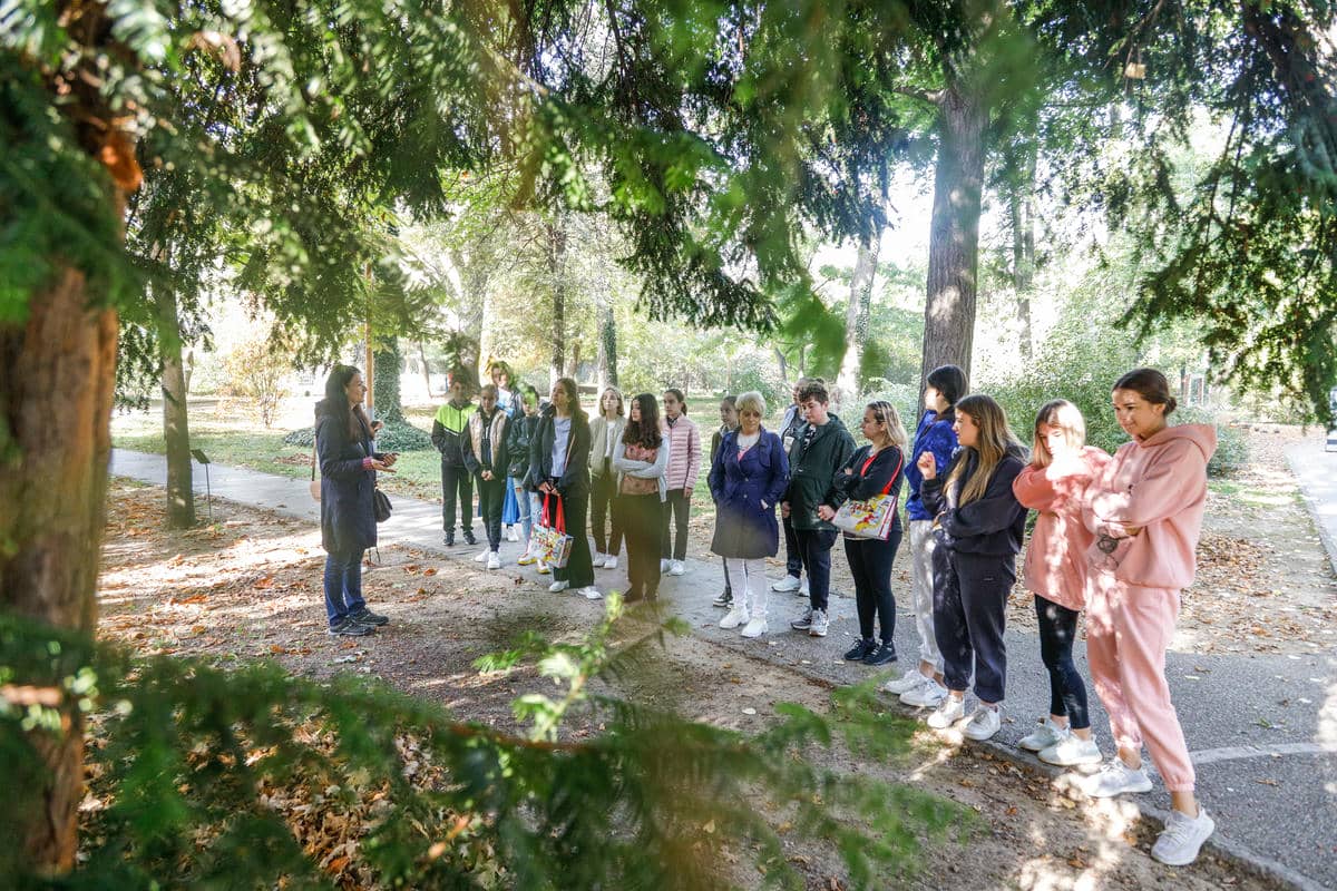 Zasadi drvo slika 1   Zasadi drvo slika 1