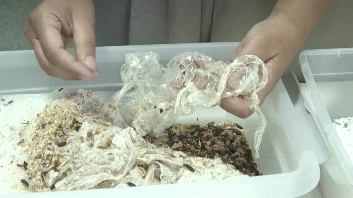  Brašnasti crvi koji jedu plastiku 