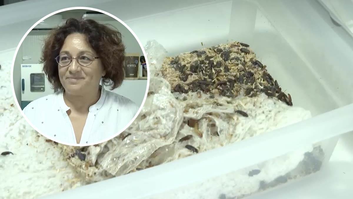  Brašnasti crvi koji jedu plastiku 
