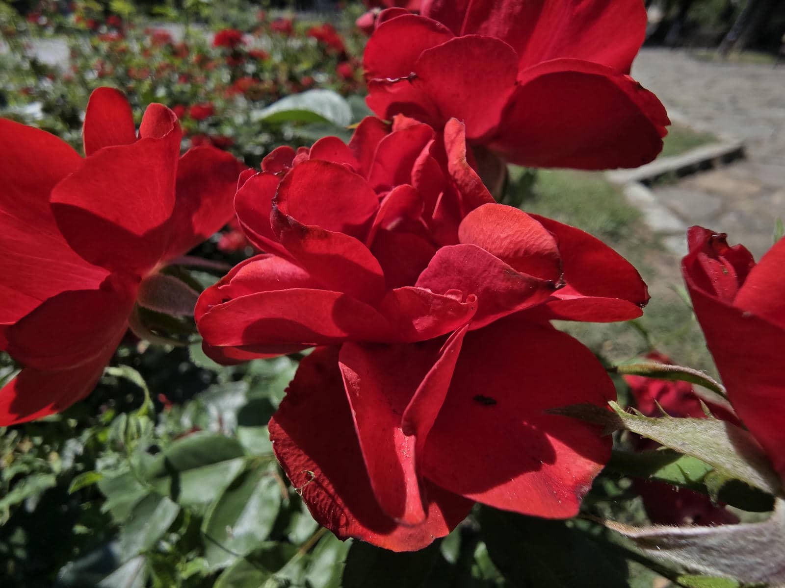  Galaxy Z Fold7 test kamere slika 7.jpg - Ilija Baošić 