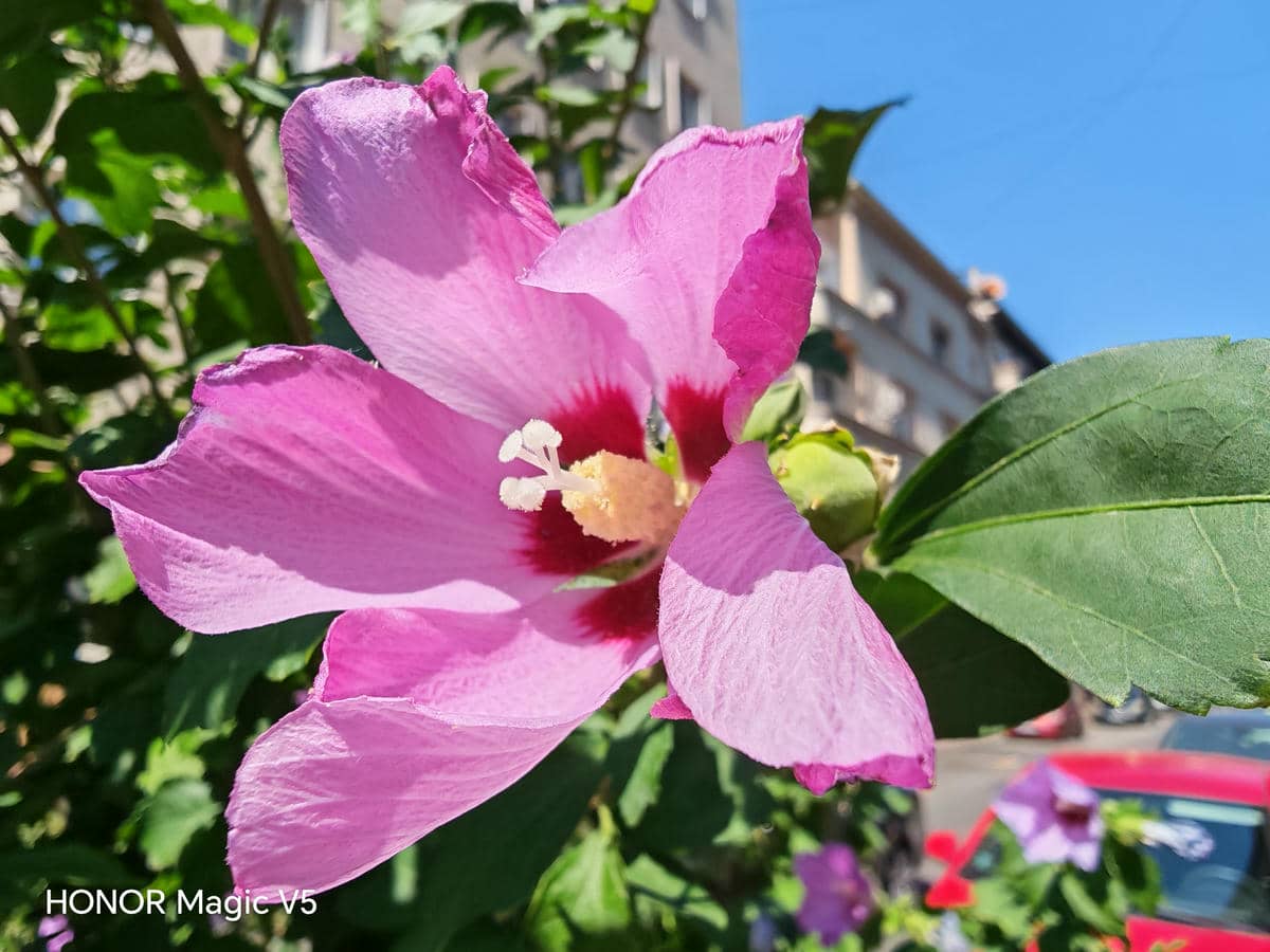  HONOR Magic V5 test kamere 11.jpg - Ilija Baošić 