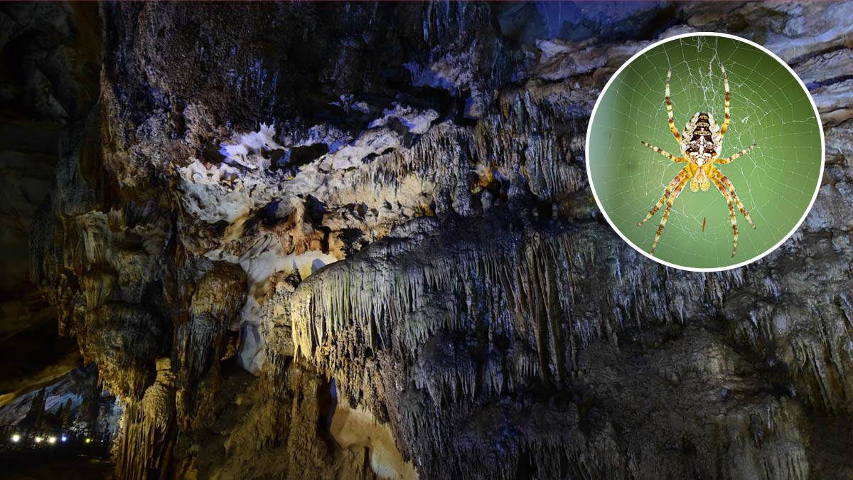  pauk, pećina 