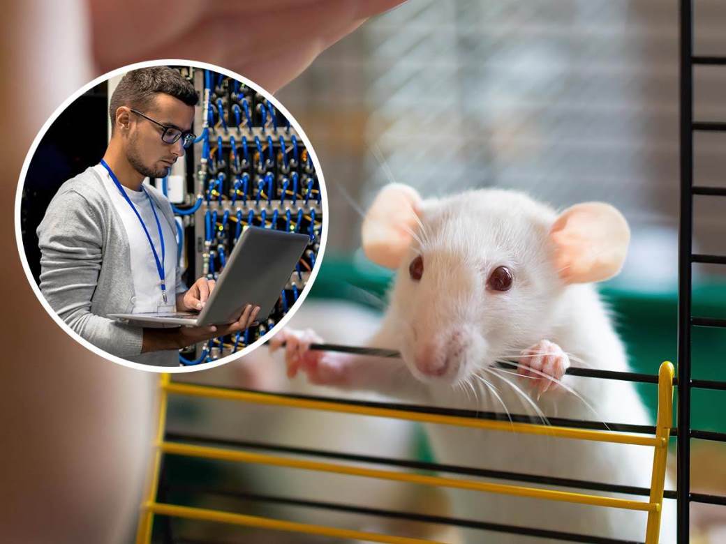  Virtuelni mozak miša u superkompjuteru 