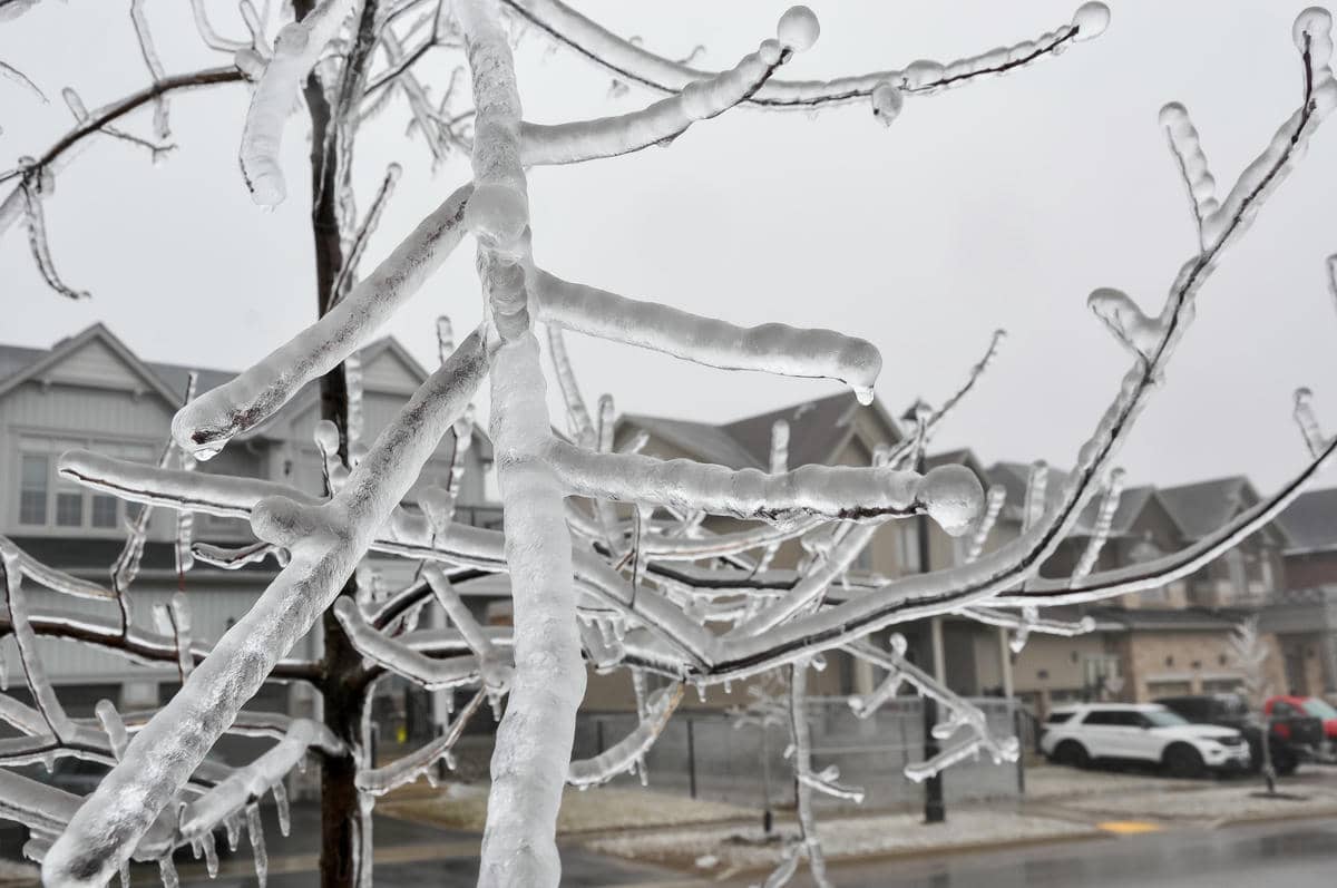  Ledena kiša na drvetu 