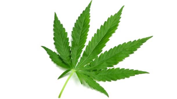  kanabis, marihuana 