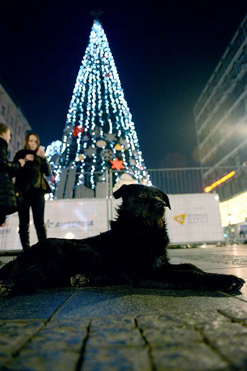 - Mondo/ Stefan Stojanović    - Mondo/ Stefan Stojanović