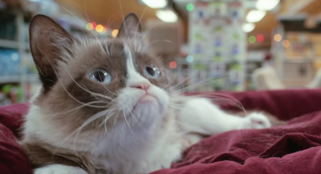   - YouTube/TheRealGrumpyCat 