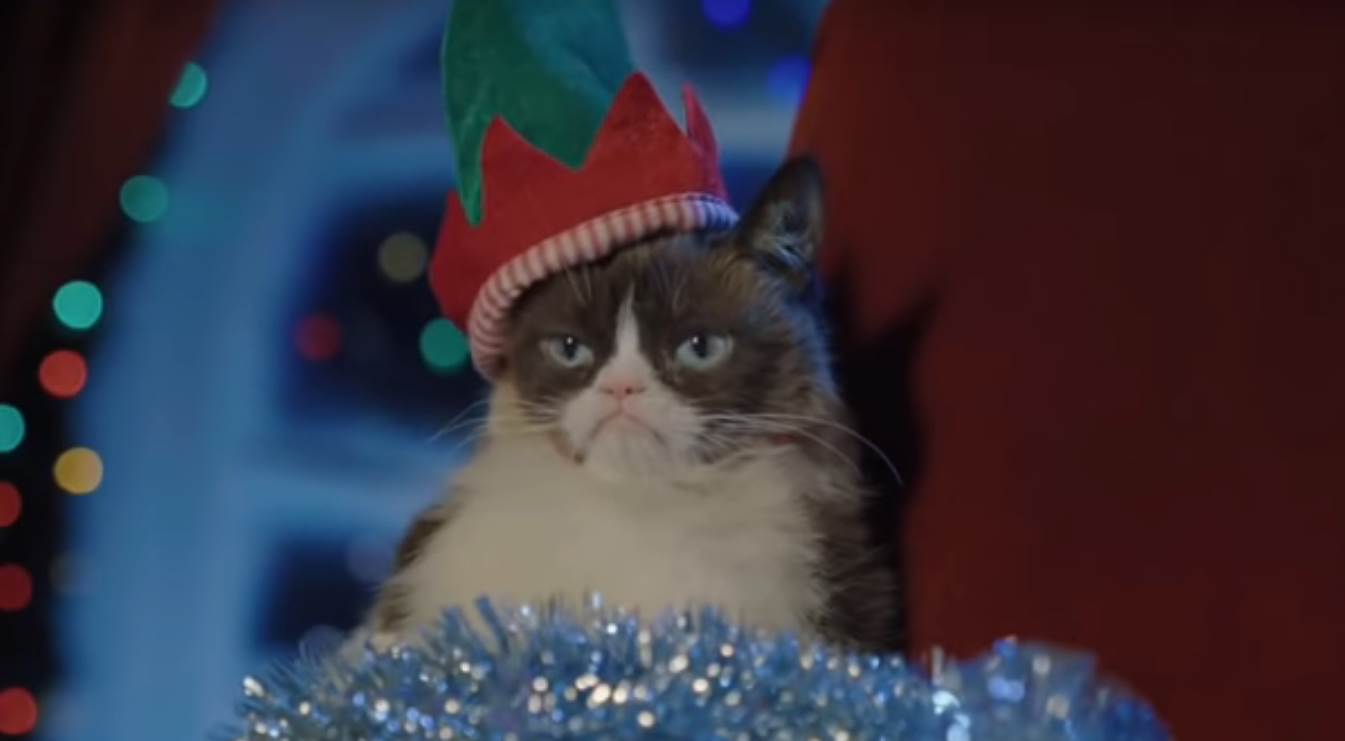 - YouTube/TheRealGrumpyCat    - YouTube/TheRealGrumpyCat