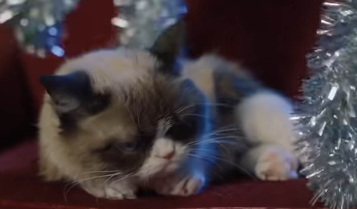 - YouTube/TheRealGrumpyCat    - YouTube/TheRealGrumpyCat