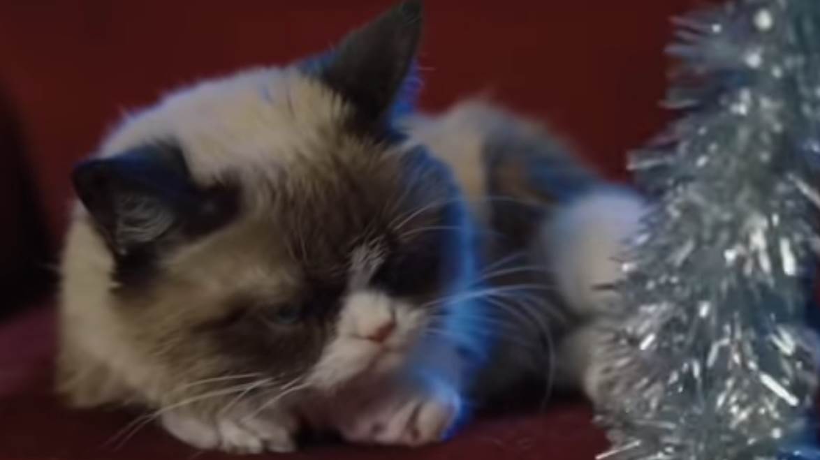 - YouTube/TheRealGrumpyCat    - YouTube/TheRealGrumpyCat