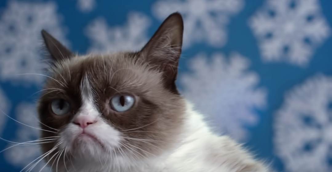   - YouTube/TheRealGrumpyCat 