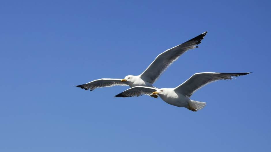   - MONDO / Marko Čavić 