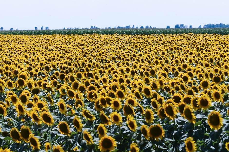   - MONDO/Stefan Stojanović 