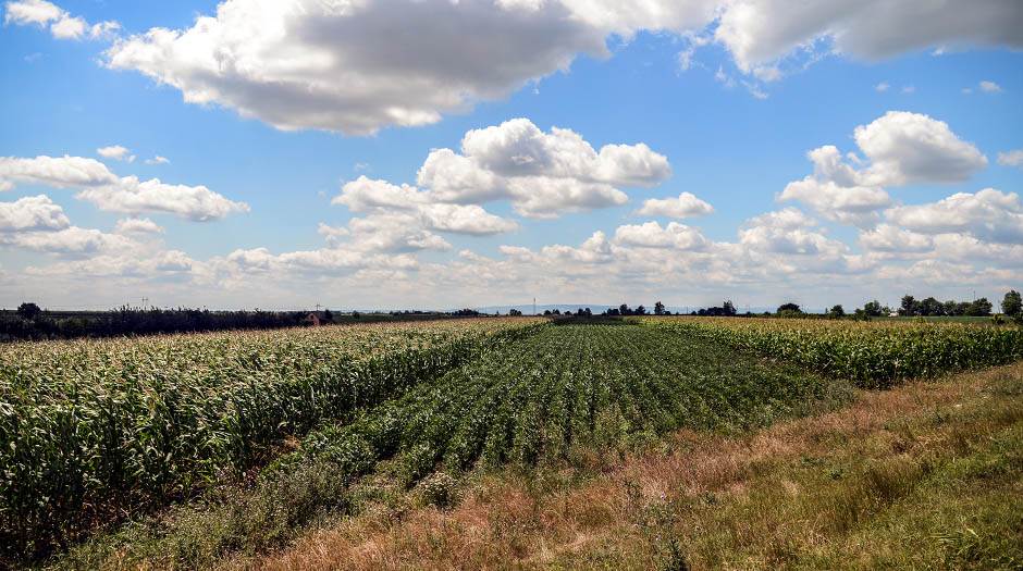   - Mondo/ Stefan Stojanović 