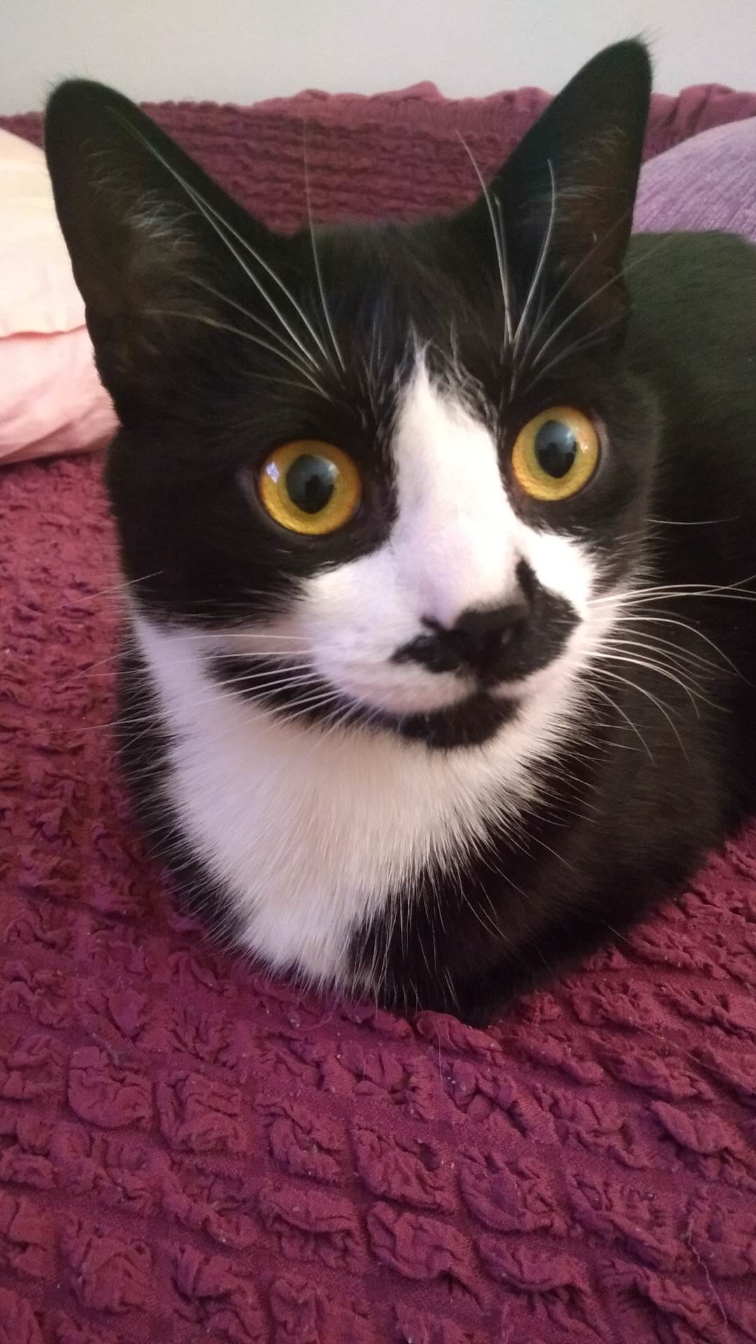 - MONDO/Nikola Naumović    - MONDO/Nikola Naumović