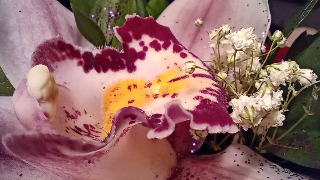   - MONDO / Marko Čavić 