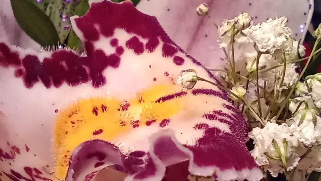   - MONDO / Marko Čavić 