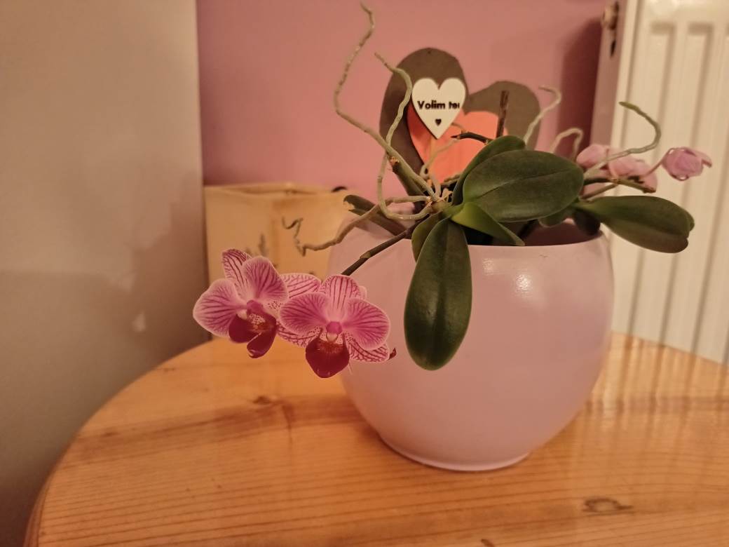   - MONDO / Marko Čavić 