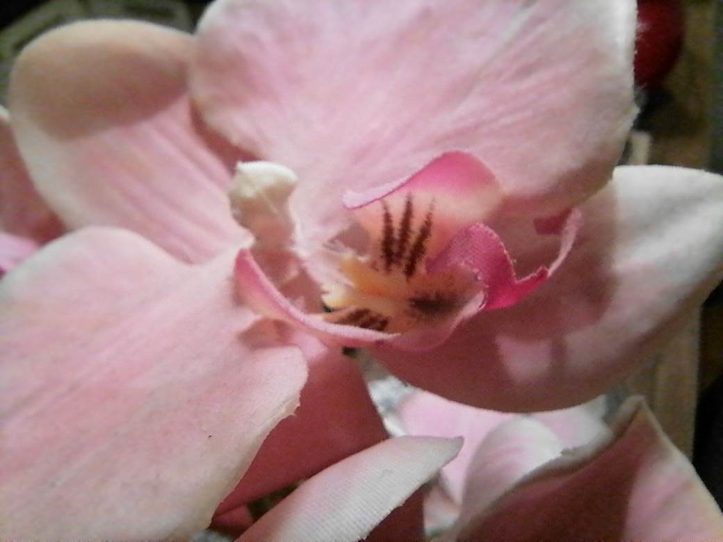   - MONDO / Marko Čavić 