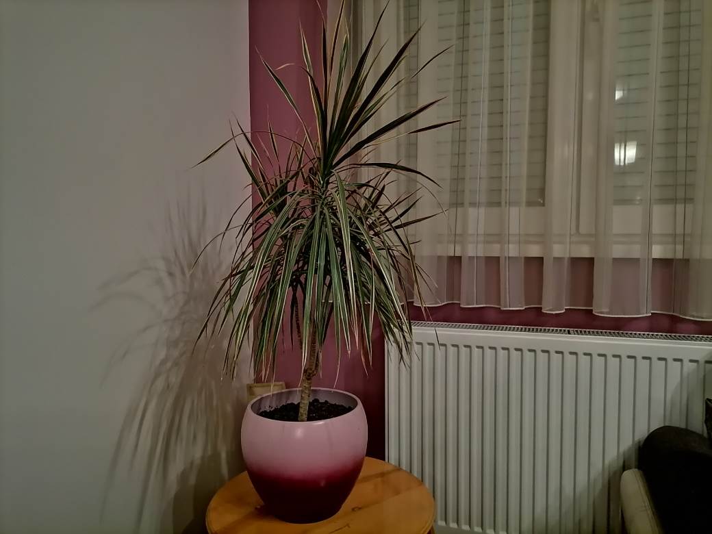   - MONDO / Marko Čavić 